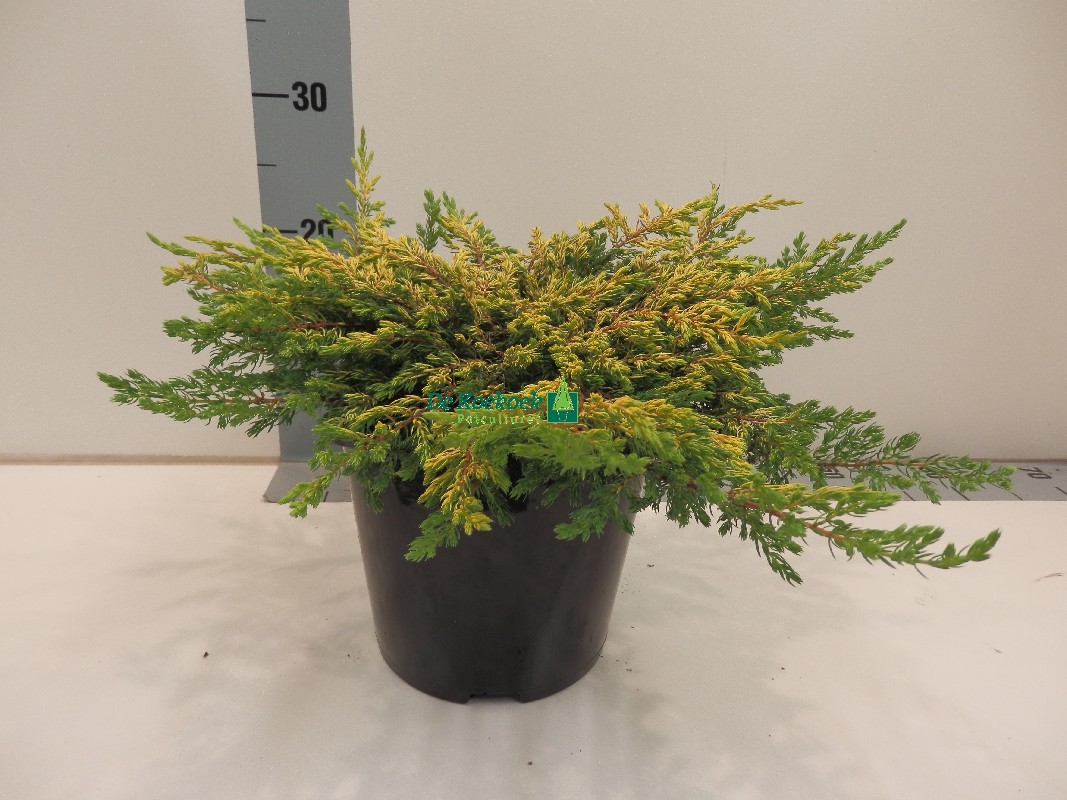 Можжевельник обыкновенный Голдшатц